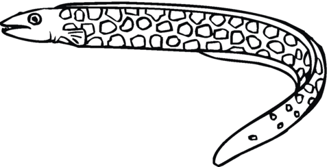 Moray Eel Coloring Page